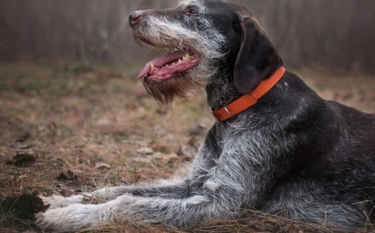 An aging Deutsch Drahthaar with white fur on its face lays down in the woods while hunting.