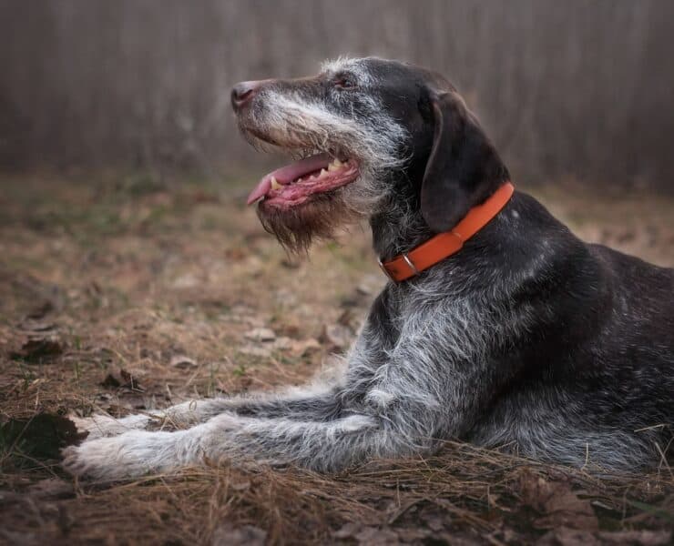 An aging Deutsch Drahthaar with white fur on its face lays down in the woods while hunting.