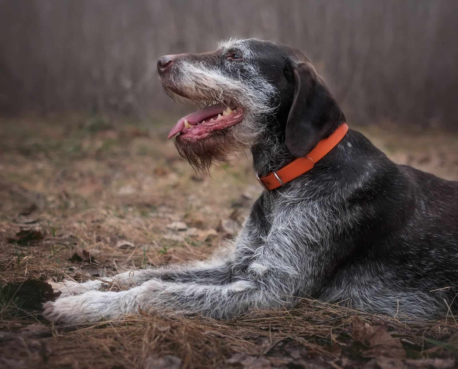 An aging Deutsch Drahthaar with white fur on its face lays down in the woods while hunting.