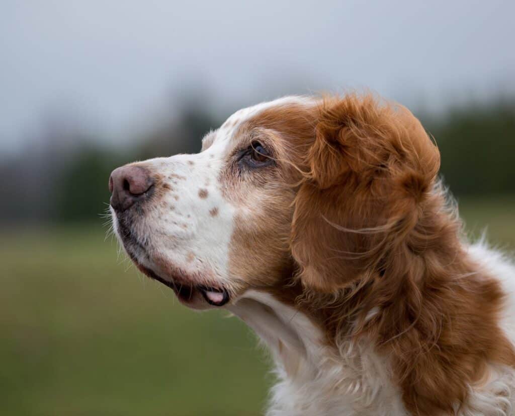 An aging Brittany hunting dog looks off into the distance outside.
