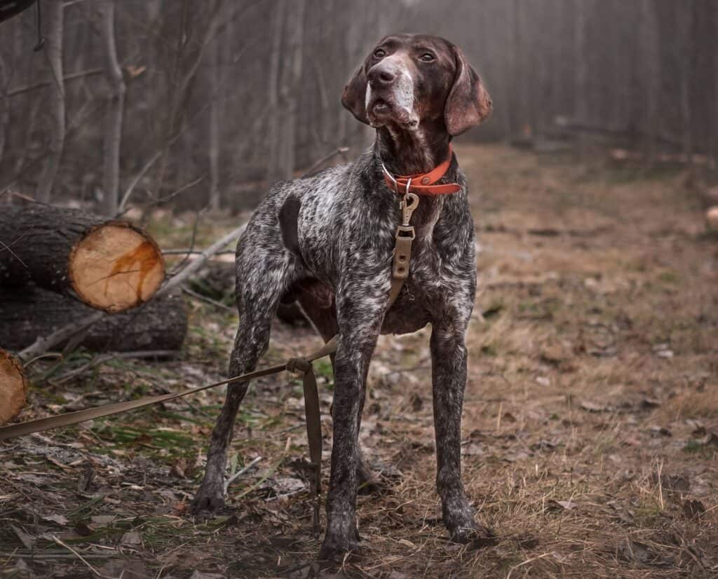 An older Germain Shorthaired Pointer wears a leash while hunting in the woods.