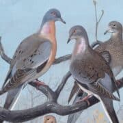 Plate 36: Passenger Pigeon & Mourning Dove Artist: Fuertes, Louis Agassiz, 1874-1927