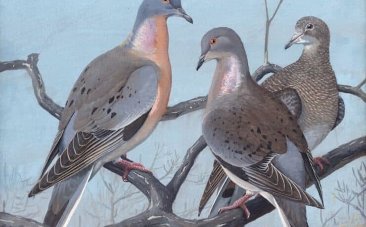 Plate 36: Passenger Pigeon & Mourning Dove Artist: Fuertes, Louis Agassiz, 1874-1927