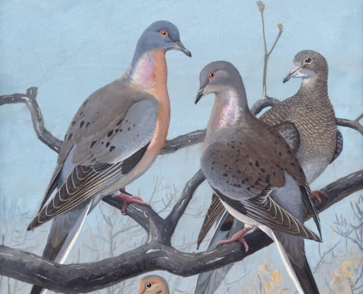 Plate 36: Passenger Pigeon & Mourning Dove Artist: Fuertes, Louis Agassiz, 1874-1927