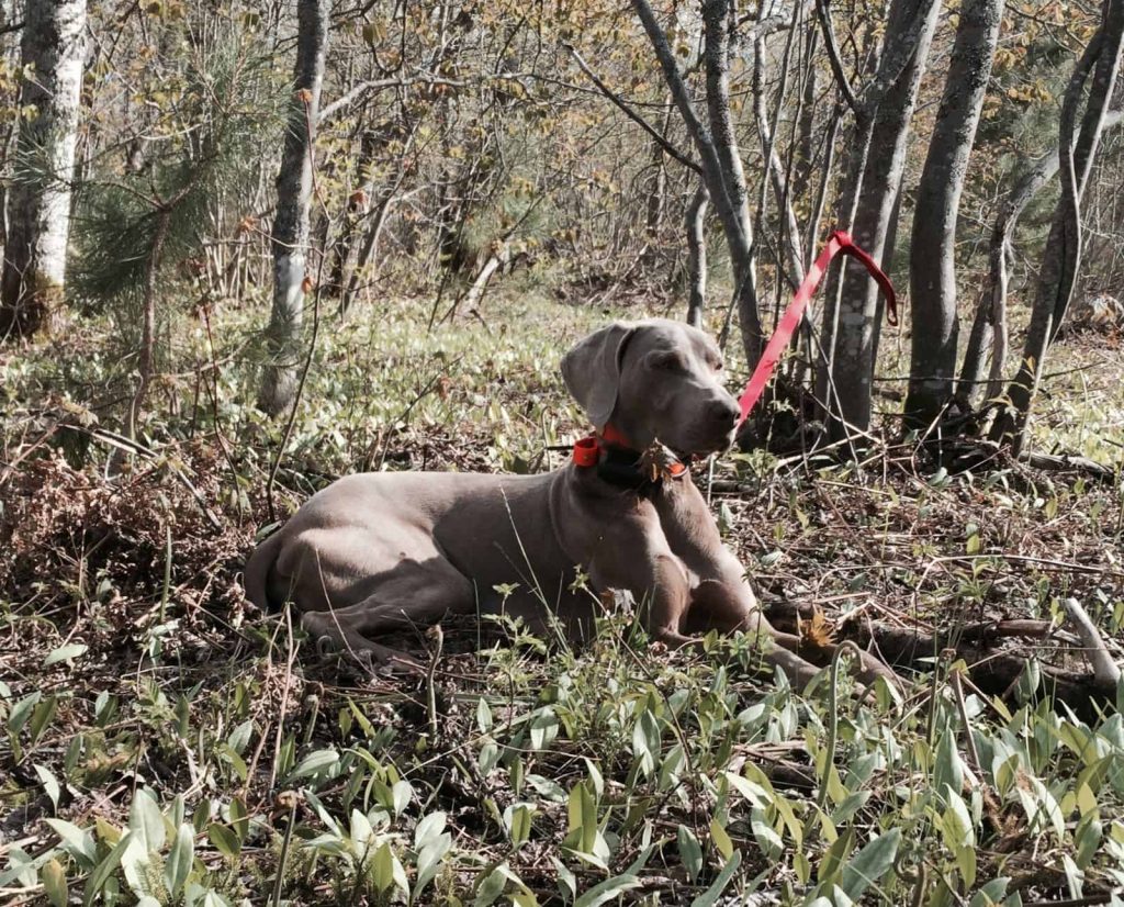 A Weimaraner lays on the ground while tied to a tree in the woods.
