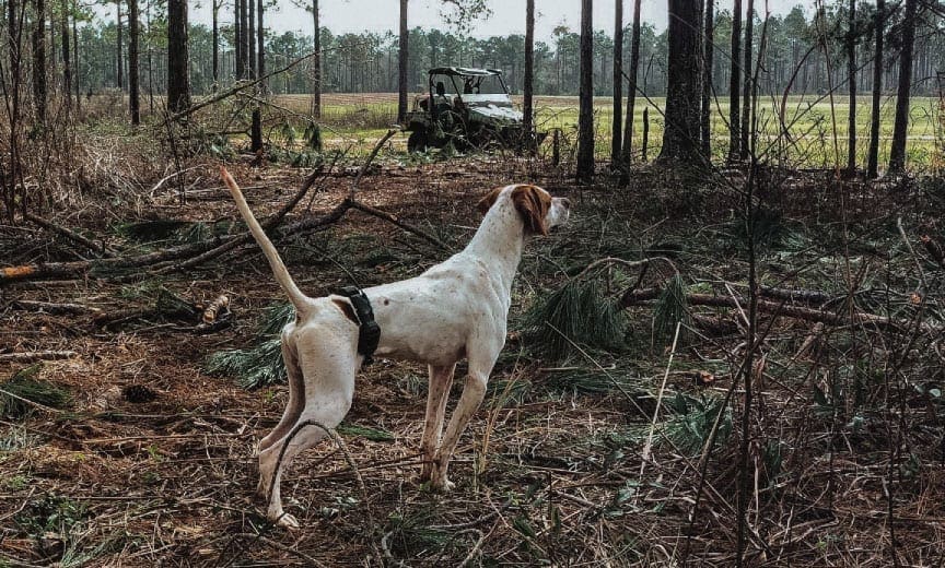 Training a pointer for the American Field.