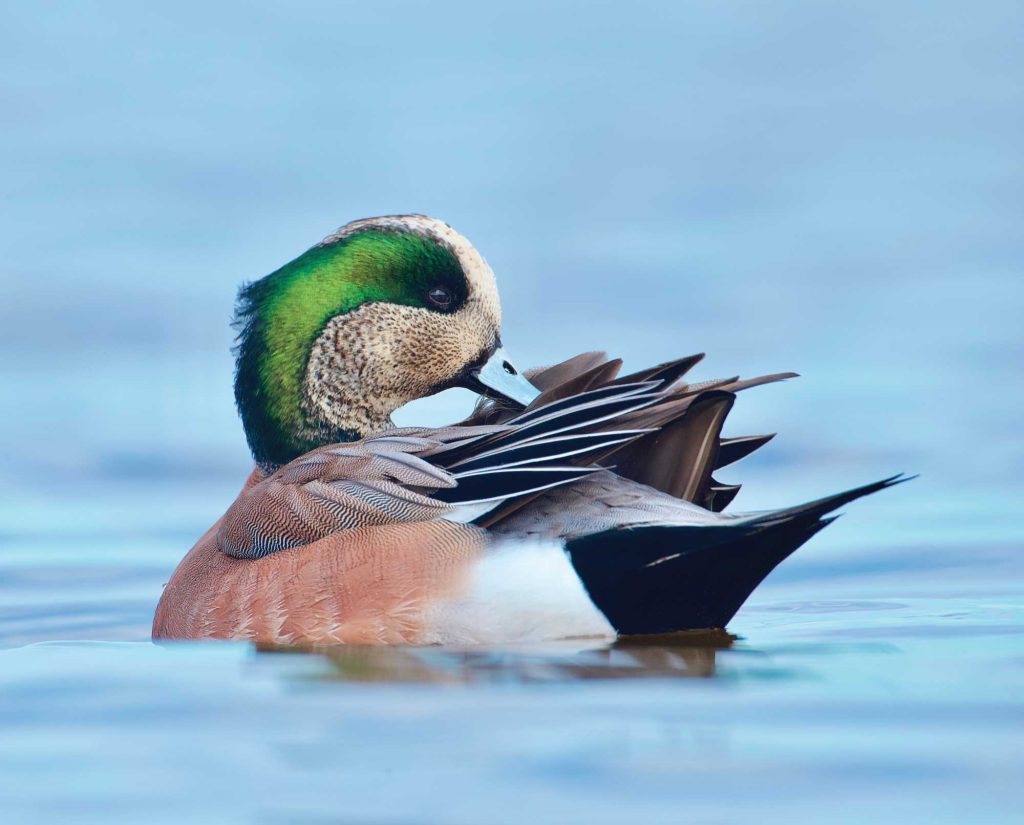 American wigeon (Mareca Americana/Anas americana)in the water 