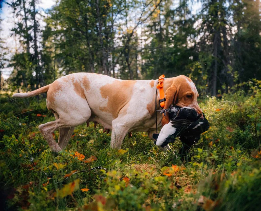 A Bracco Italiano retrieves game. 
