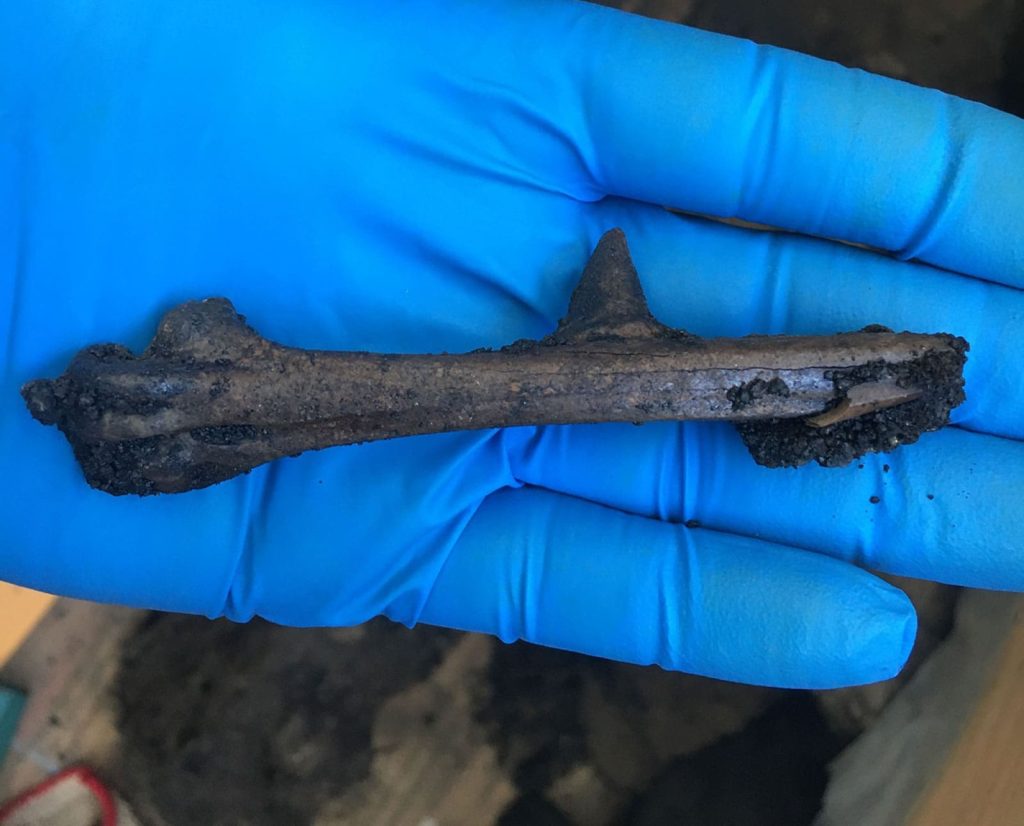 Spur from an the extinct California turkey found at the La Brea Tar Pits.