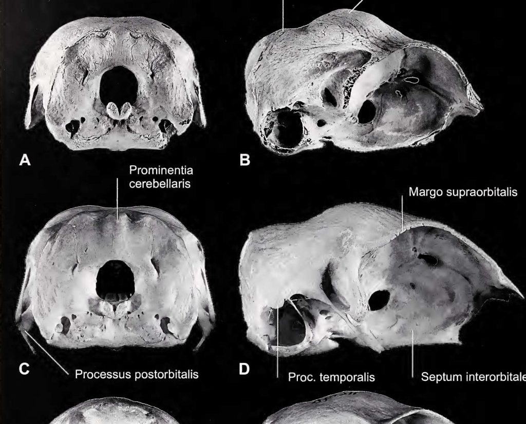 Skulls of the extinct wild turkey in California.