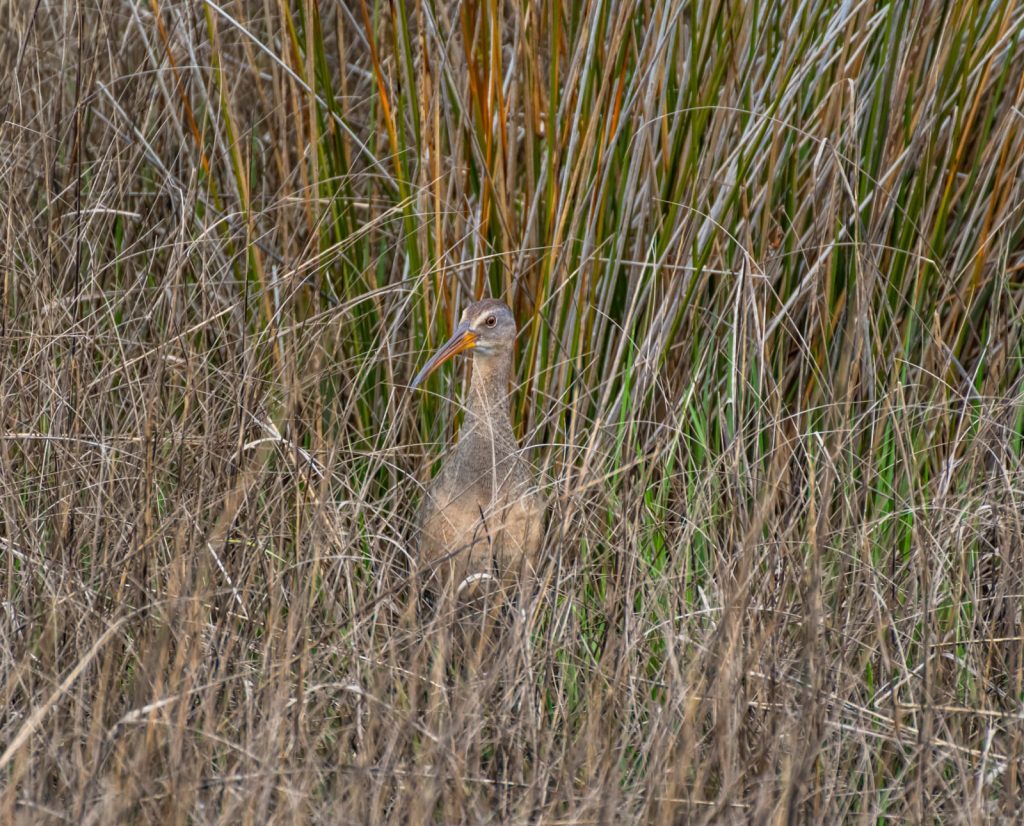 A clapper rail hiding in long seas grass. 