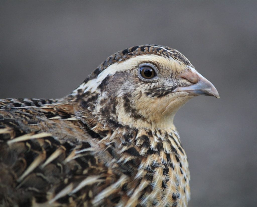 A close up of a pen-raised Coturnix Quail