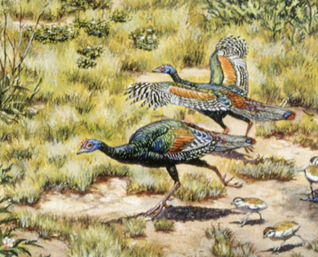 Illustration of the California Turkey