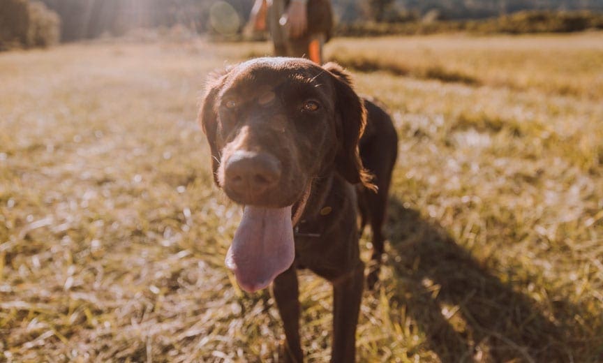 A Deutsch Langhaar training for bird hunting. 