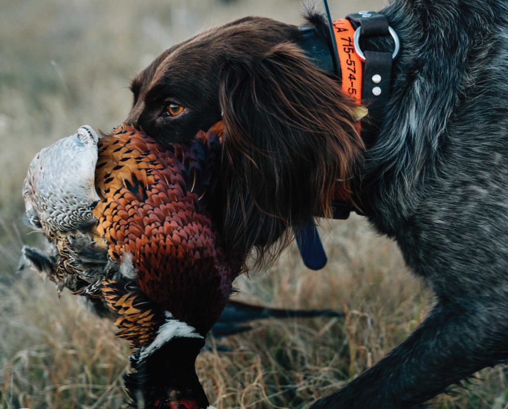 A German Longhaired Pointer retrieves a pheasant