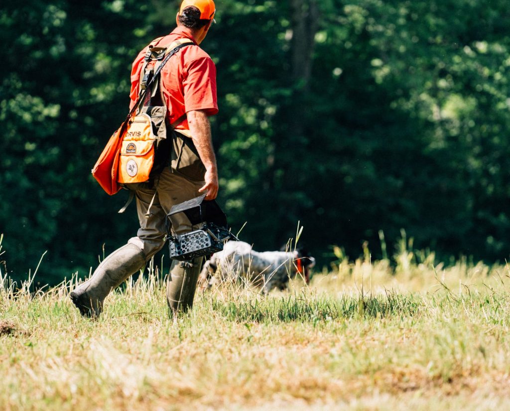 A bird dog searches a field for birds