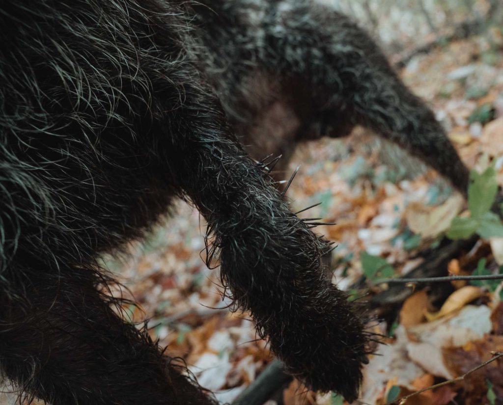 A dogs leg and tendons covered in porcupine quills.  