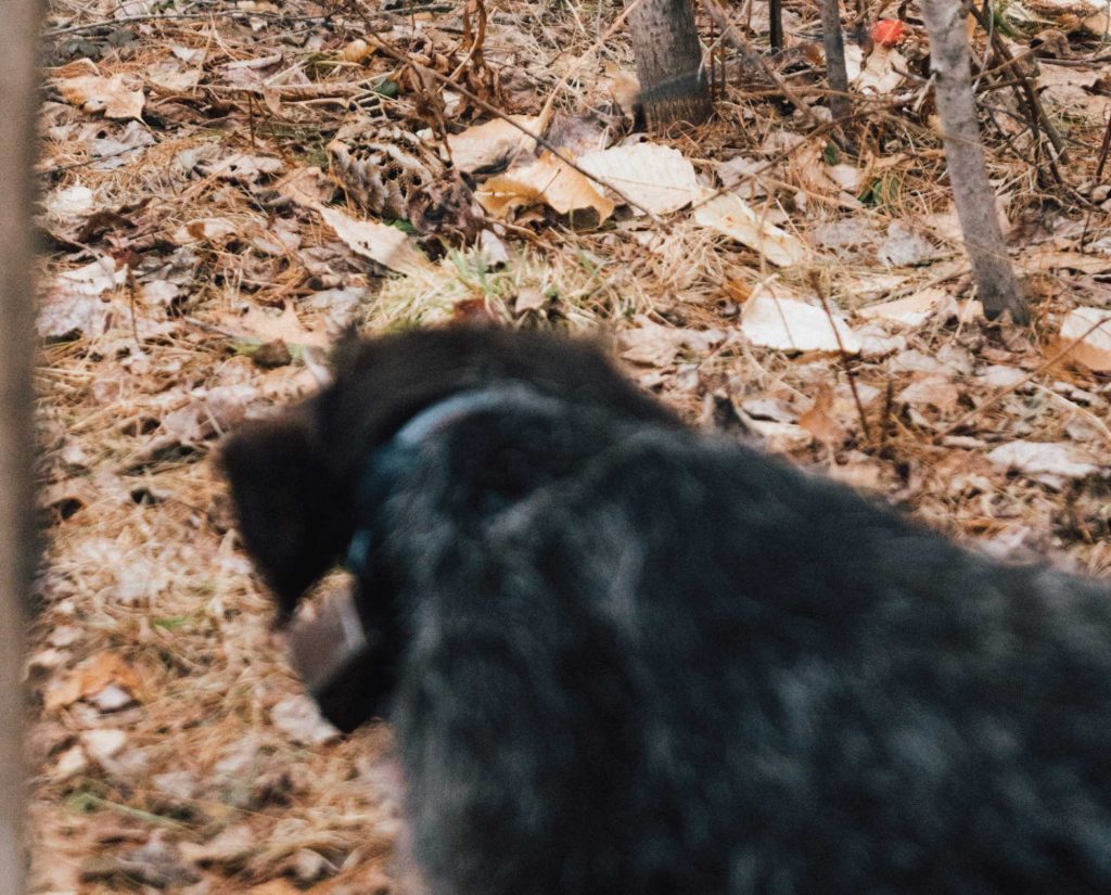 A hunting dog points a woodcock during spring training