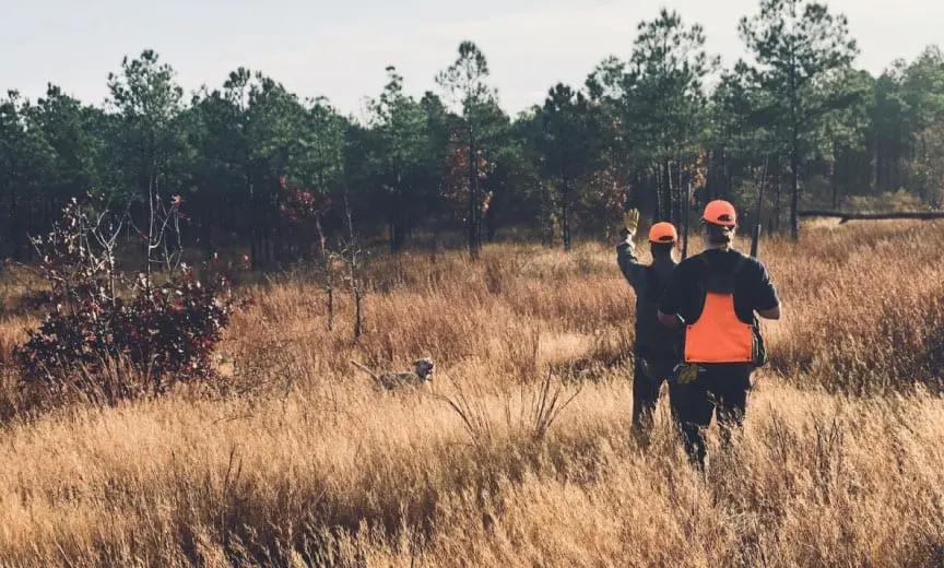 Two quail hunters and bird dog our hunting quail. 