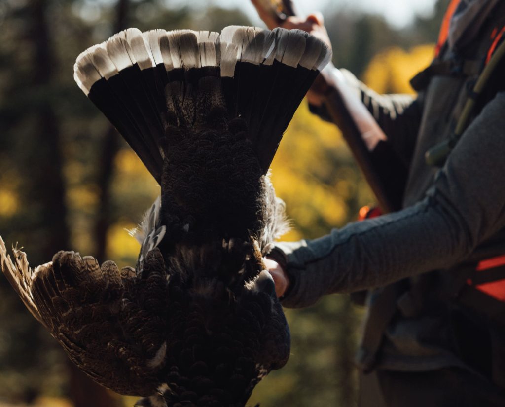 A successful dusky grouse hunt in the mountains of Wyoming