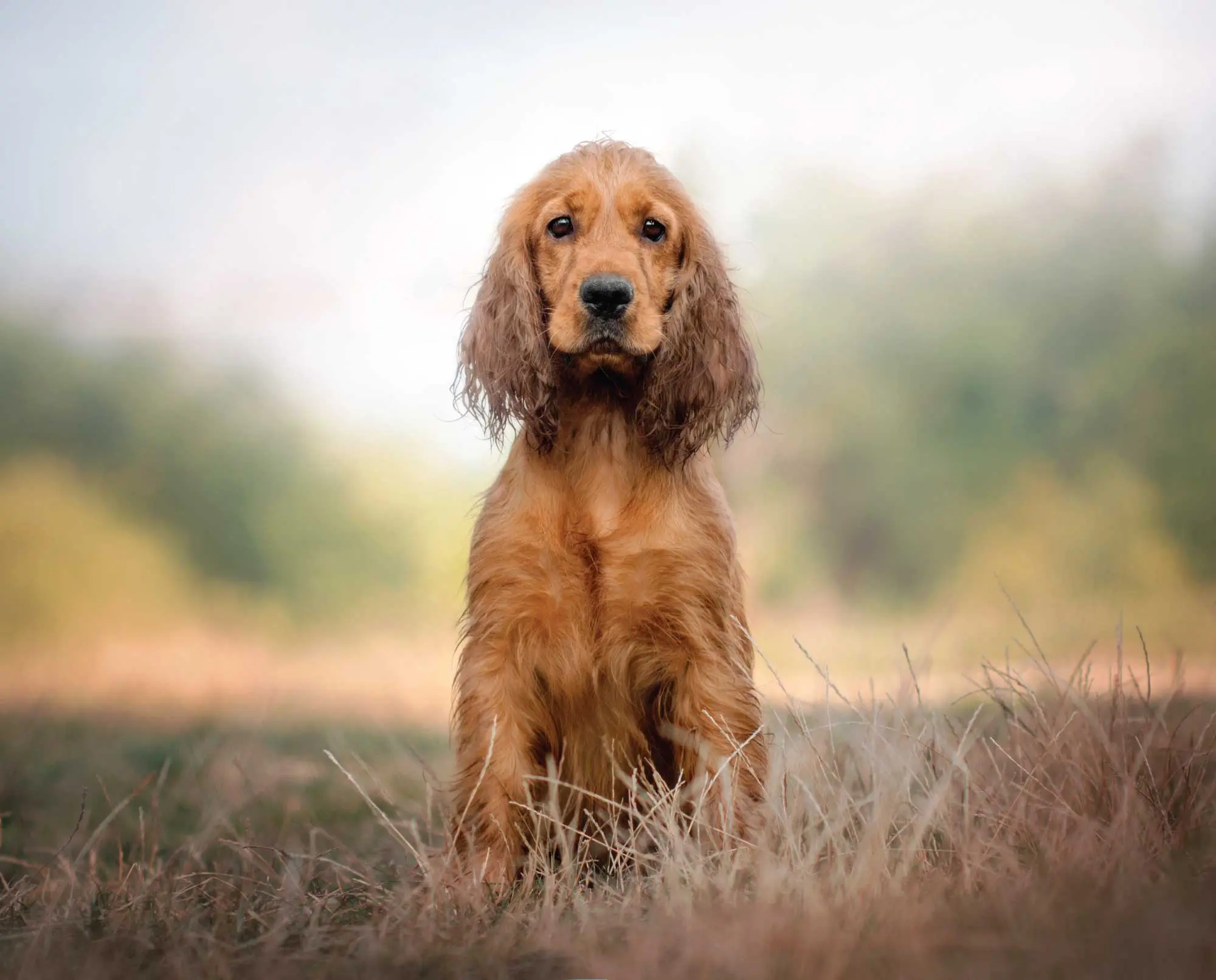 American Cocker Spaniel Hunting