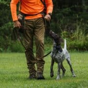 A leashed bird dog in training looks up at its handler.