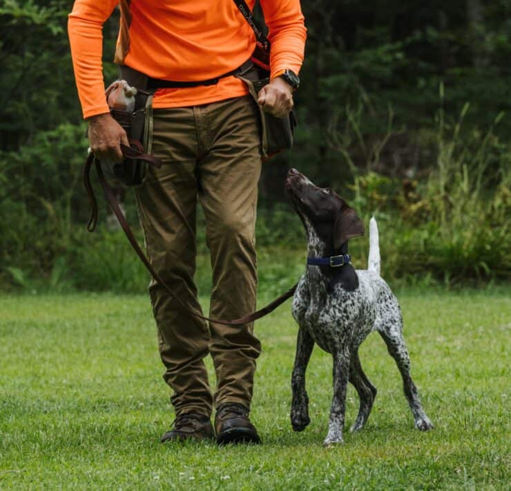 A leashed bird dog in training looks up at its handler.