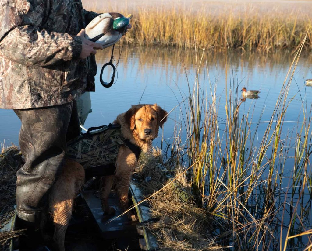 A golden retriever on a duck hunt. 