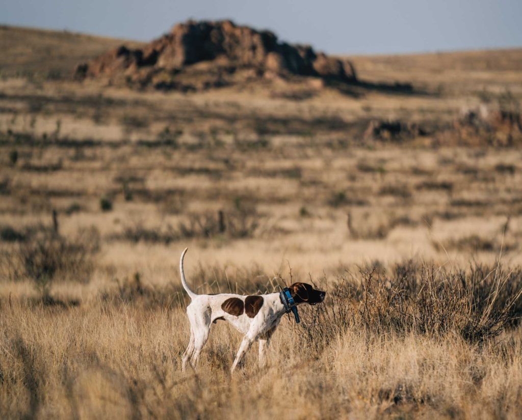A hunting dog on point in the New Mexico desert for quail.