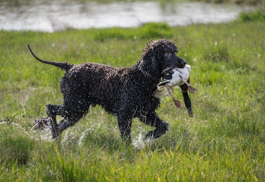 an Irish Water Spaniel retrieves a duck in the water. 