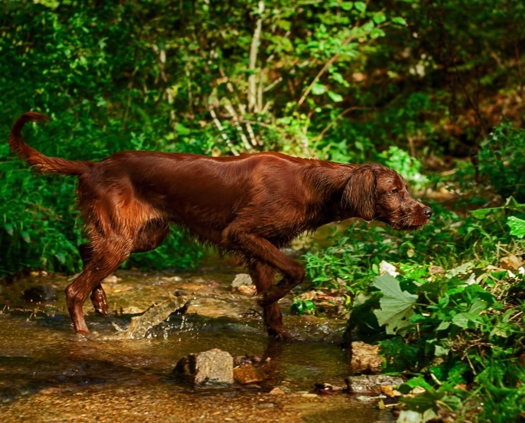 An Irish Setter puppy works in the forest 