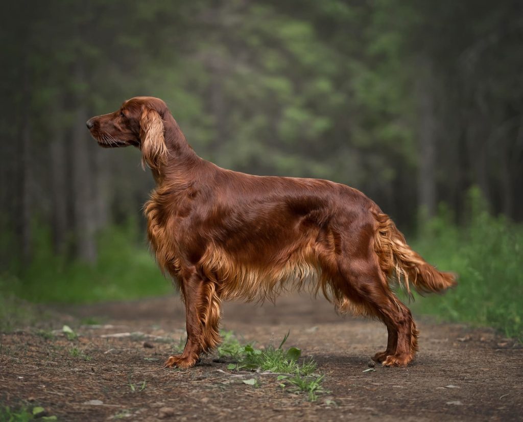A show dog Irish Setter showing uts form 
