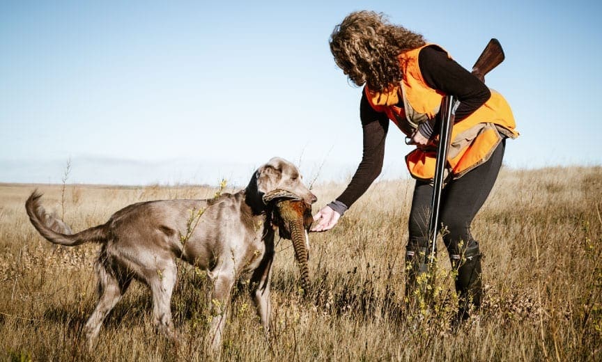 A bird dog retrieves a pheasant to a female hunter. 
