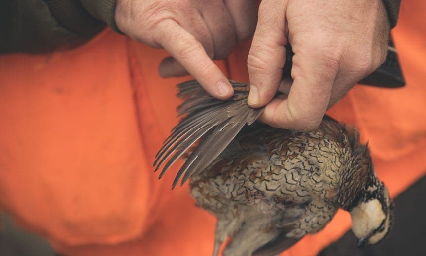 A biologist exams a bobwhite quail. 