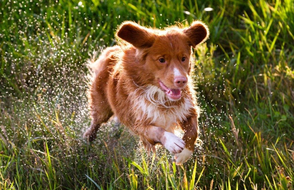 A Nova Scotia Duck Tolling Retriever jumps into water. 