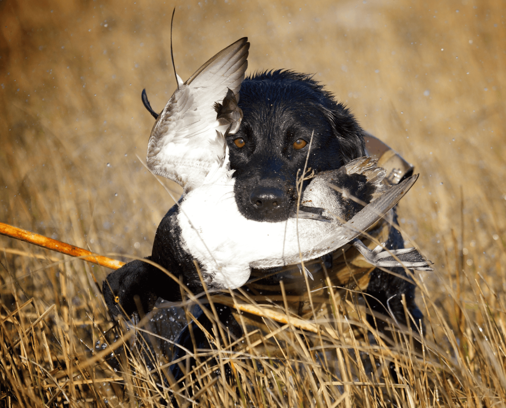 A black lab retrieves a drake scaup.