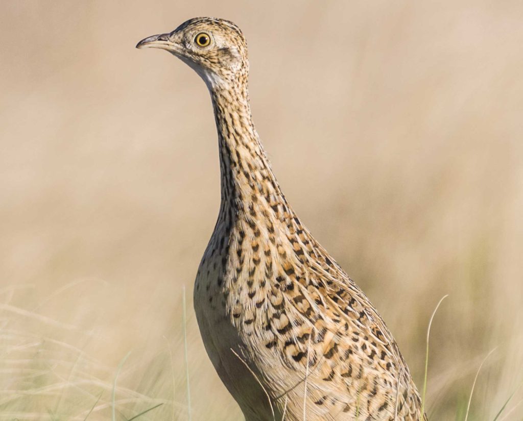 Perdiz (Nothura Maculosa) in Argentina 