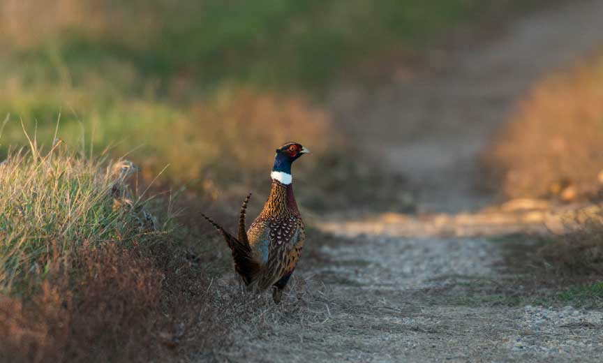 A pheasant senses danger coming 
