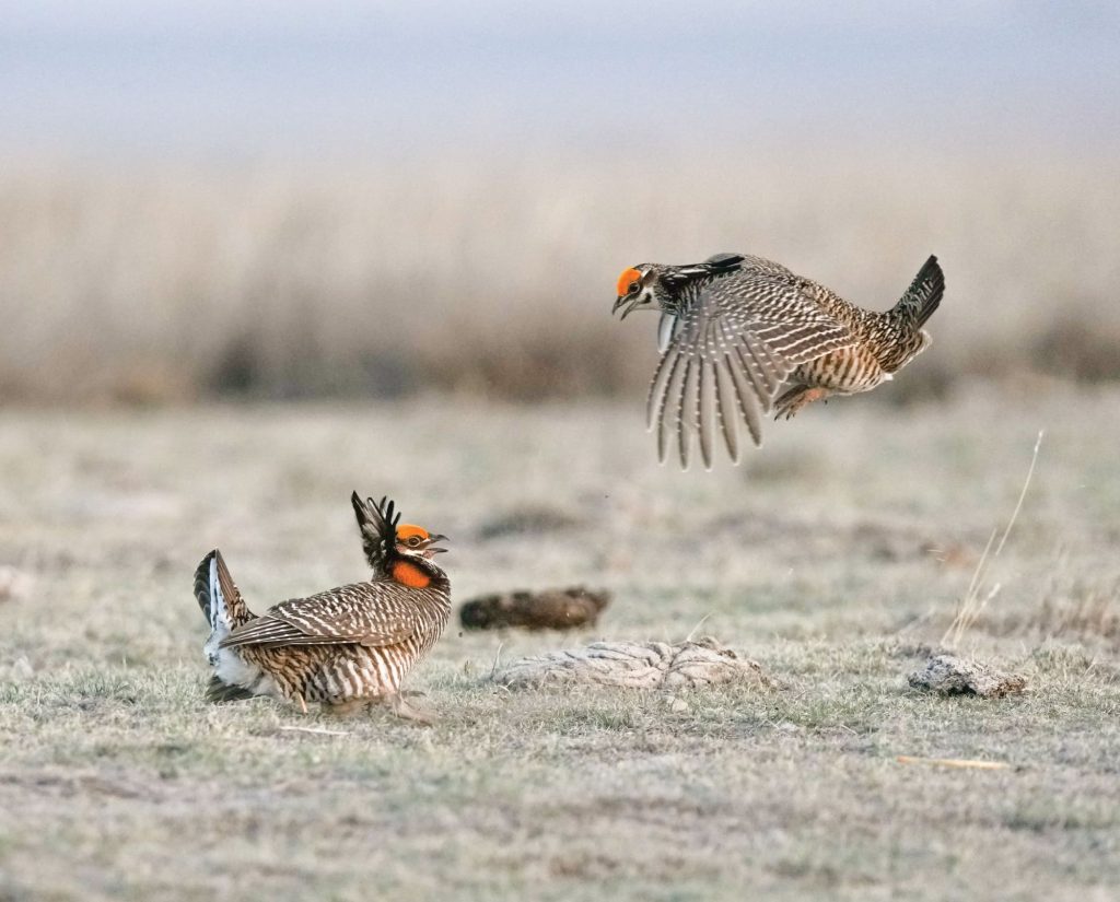 Two prairie chicken on a lek