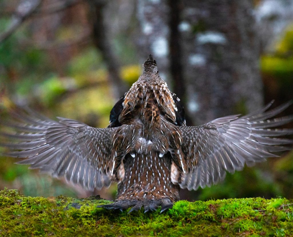 A male ruffed grouse beating his wings to make a sonic boom that we hear as drumming. 
