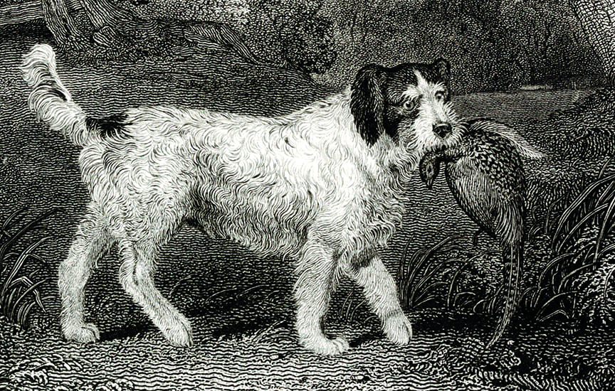 An artist rendering of the Russian Setter.