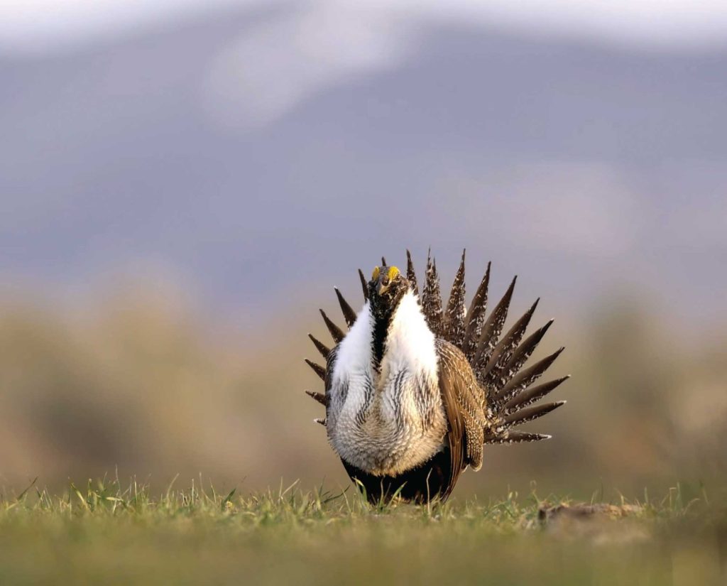Sage grouse, a Western upland game bird