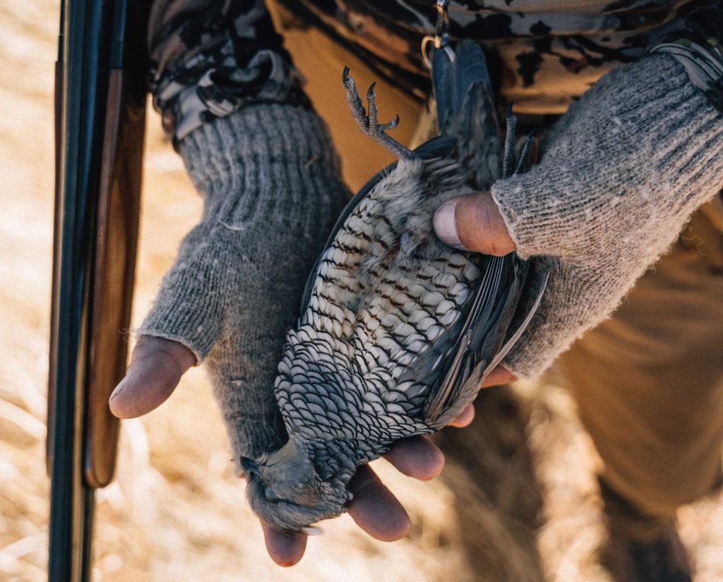 A scaled (blue) quail successful harvest by a hunter in New mexico