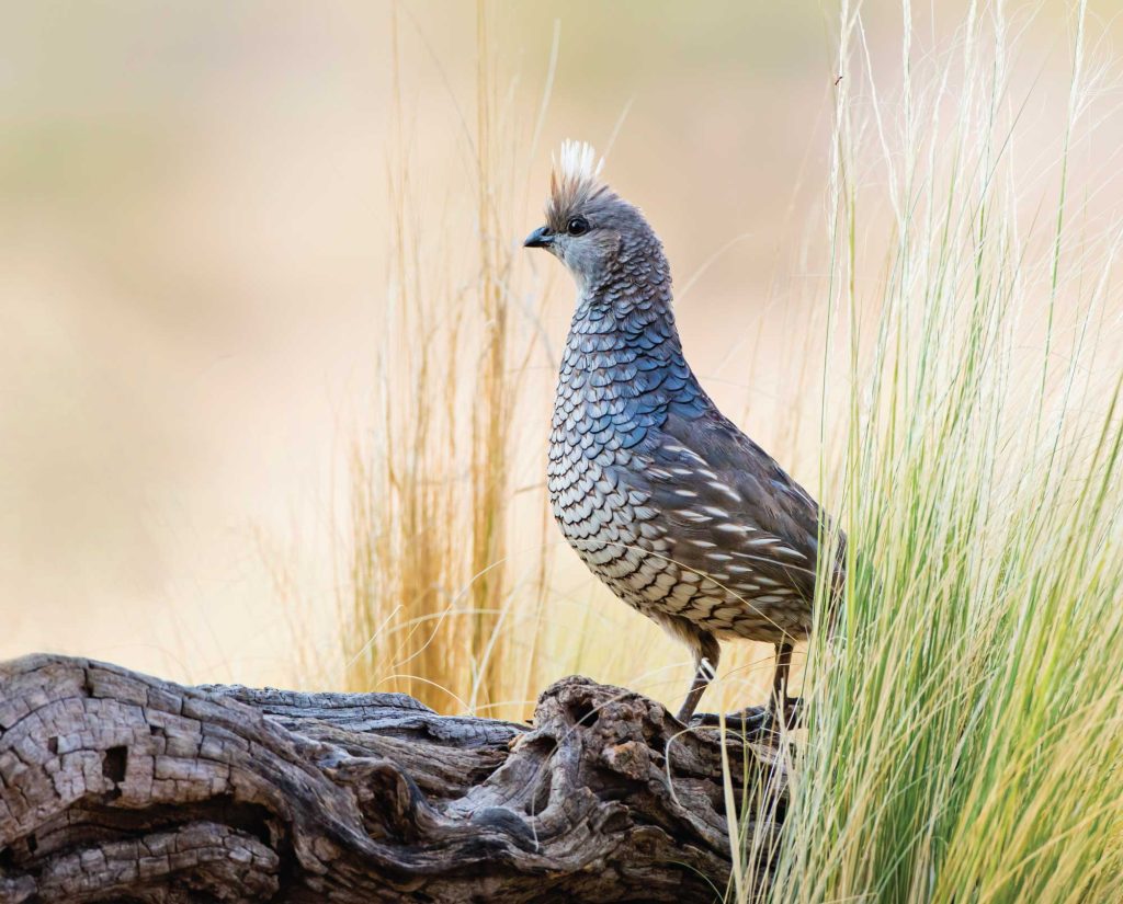 A scaled quail in Texas