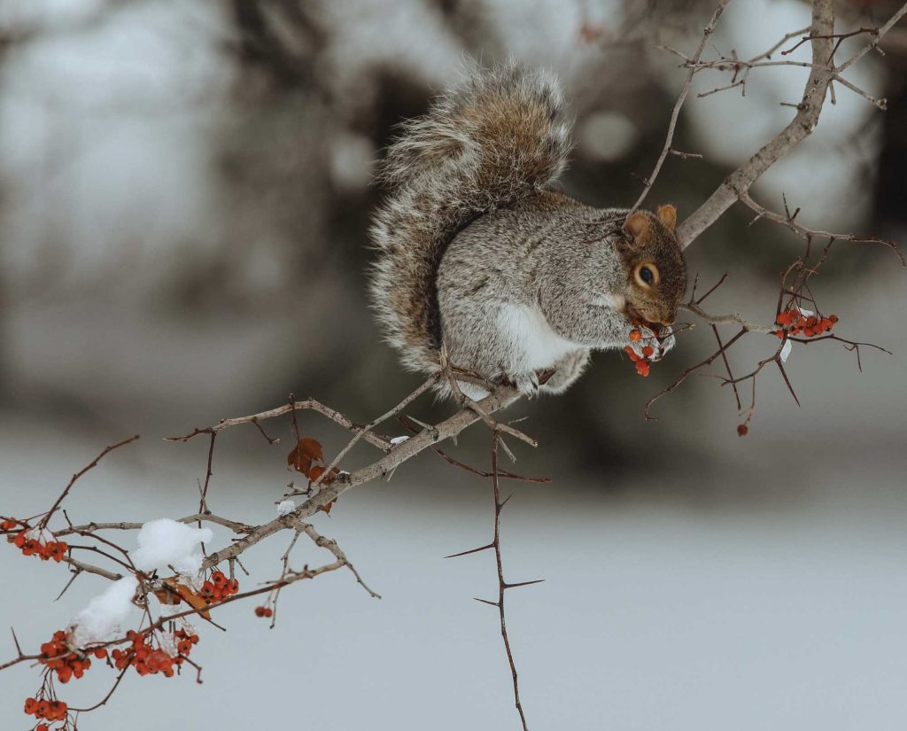 Small Game Hunting Articles: Rabbit, Squirrel, and More