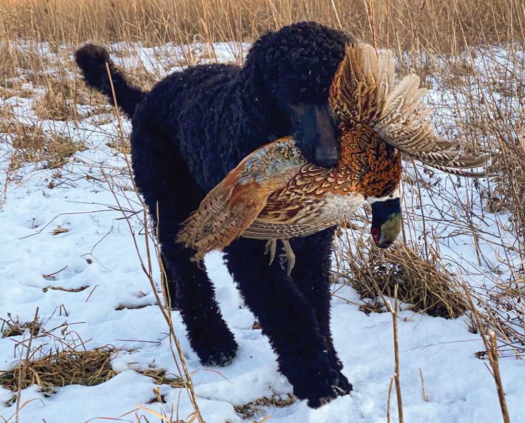 A Standard Poodle retrieves a pheasant in the snow. 
