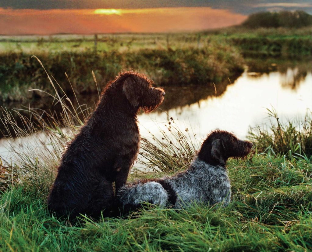 Two Stichelhaar work in the water 