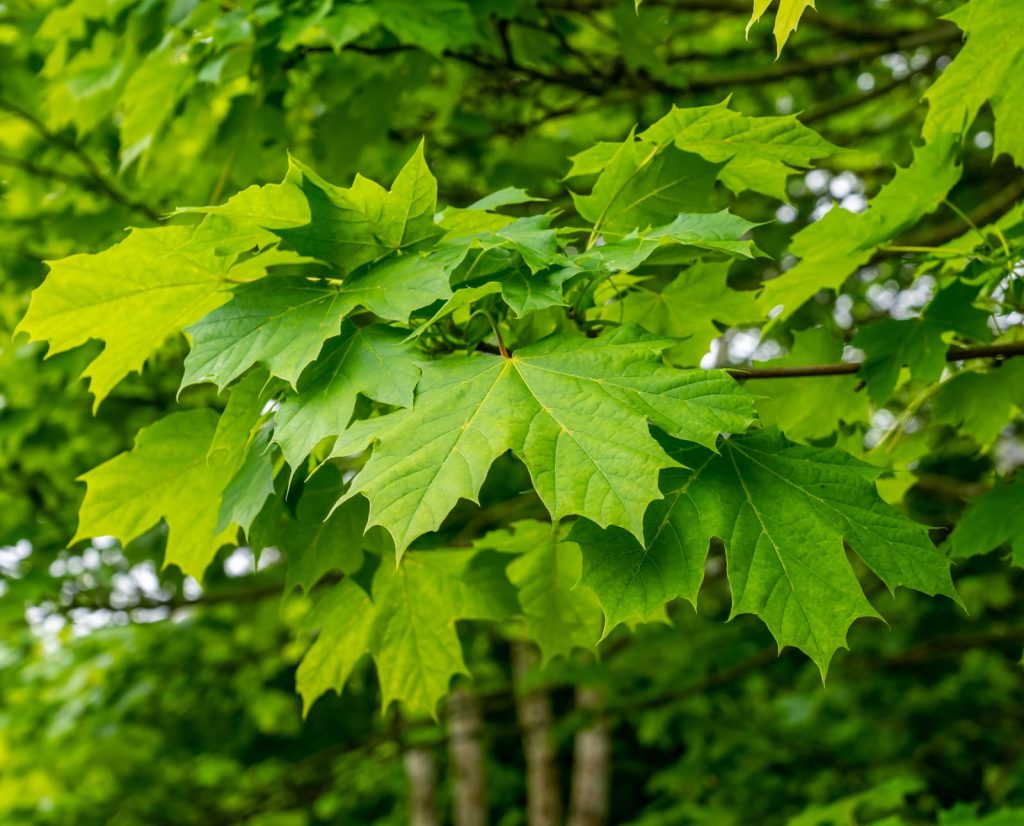 Sugar maple tree in the Summer time. 