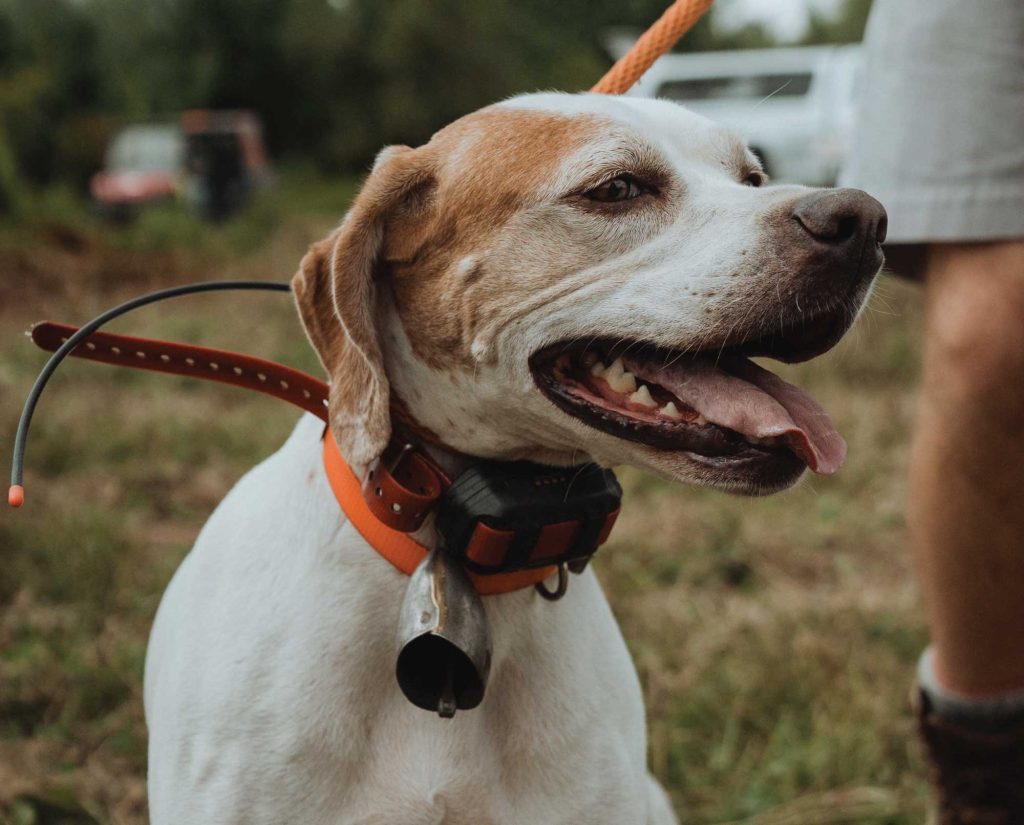 A Pointer on a leash