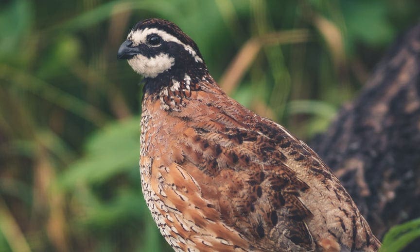 A bobwhite quail sitting on a log. 